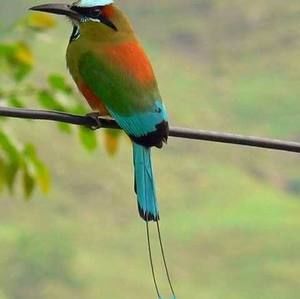 Meet your Posher, Berman